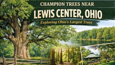 champion trees near Lewis Center Ohio
